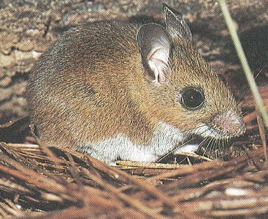 1985 Eastern wood rat in Webster et al.