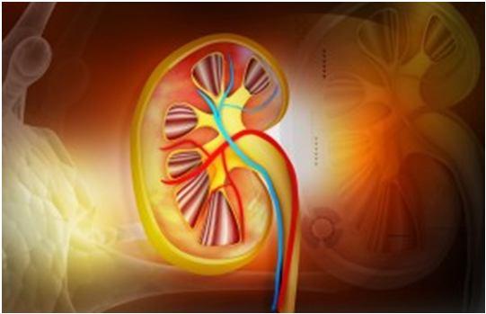 Renal insufficiency: why are PK of -lactams altered?