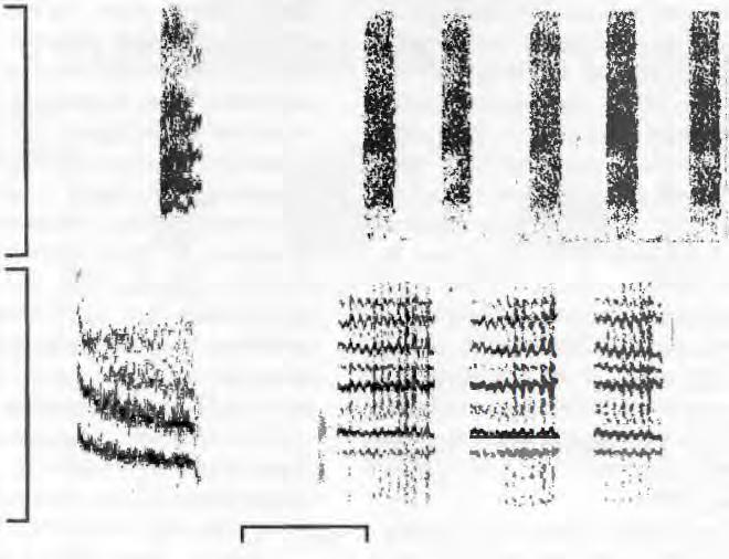 Etologfa, Vol. 3, 1993 10 0 10 0 1 s FIGURE 6. Vocal mimicry of hosts by great spotted cuckoo chicks.