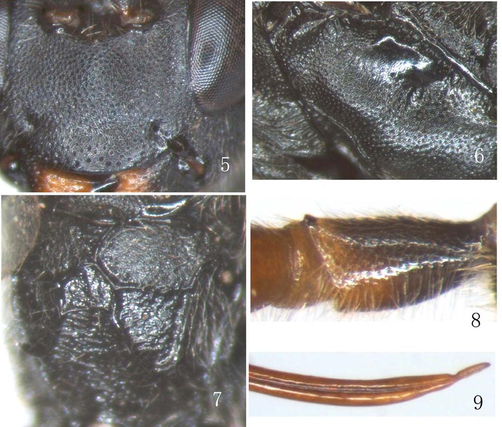 portion of hind femur with a yellowish brown fleck. Stigma and veins brownish black. Male. Body length 8.5 to 10.0 mm. Forewing length 6.0 to 6.5 mm. Antenna with 43 to 45 flagellomeres.