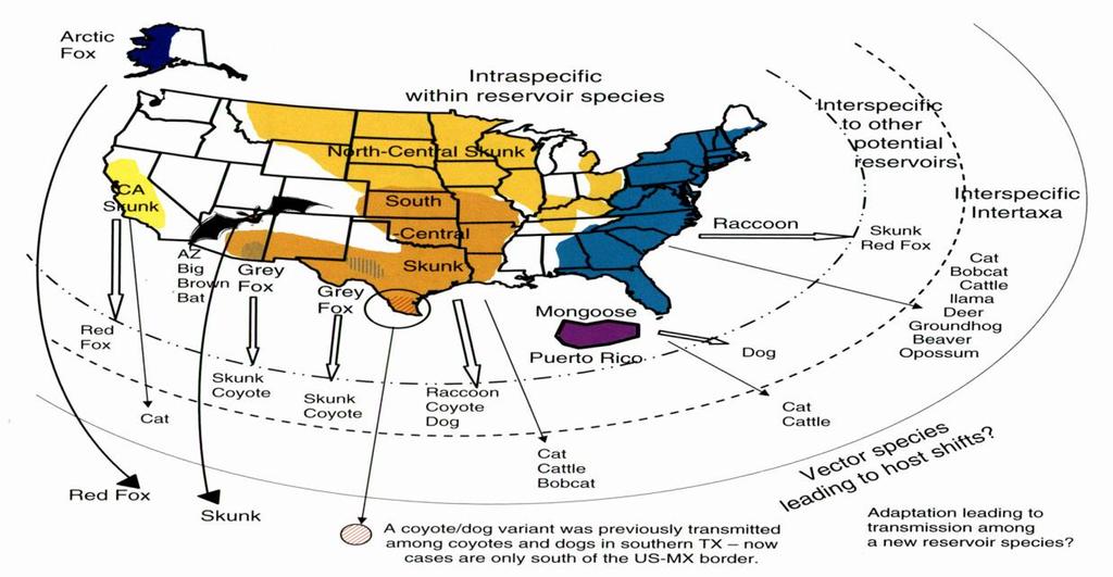 Interspecific Transmission of RABV in the USA Hanlon et