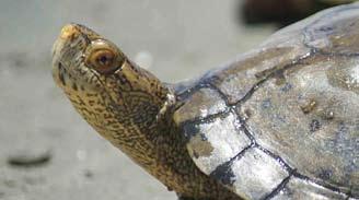 Feldman and Parham (2002) and Parham and Feldman (2002) presented evidence that the western pond turtle should be placed in the genus Emys, along with the European pond turtle (Emys orbicularis) and