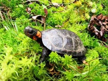 Bog Turtles: Muck, Man and Management Pamela