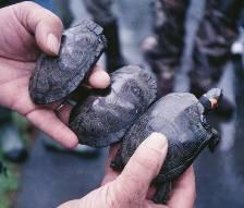 Why are bog turtles threatened?
