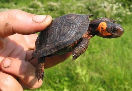 Bog Turtle (Clemmys muhlenbergii) Facts There are over 100 known bog turtle sites in Pennsylvania The bog turtle is one of the smallest turtles in North America 85%