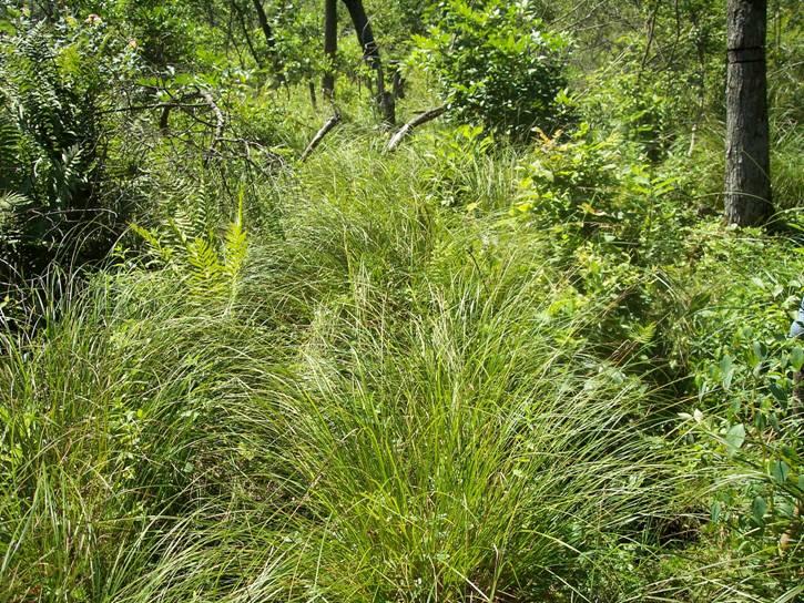 Habitat Characteristics - Wetlands Emergent may include scrub-shrub shrub and/or forested components Typical herbaceous plants: sedges, rushes, cattails, rice cut grass, reed