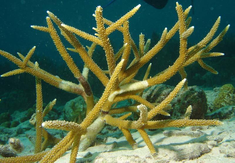 Corals Federal T/E Species Staghorn Coral