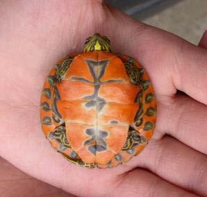 Freshwater Turtle Federal T/E Species Alabama Red-Bellied