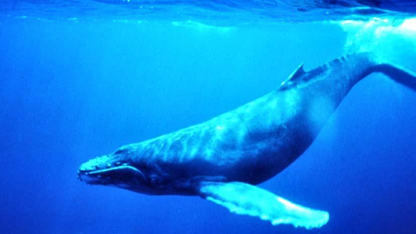 Nearshore Whales Federal T/E Species SWG MVN SAM SAJ SAS SAC SAW NAN North Atlantic Right Whale (E) X X X X X Humpback