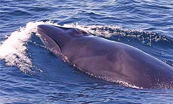 (x) (x) (x) (x) (x) Sperm Whale (E) (x) (x) (x)