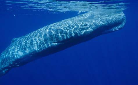 Mike Johnson Photo: Wikipedia Sei Whale Sperm