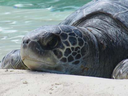 693 Documented Sea Turtles Takes by Dredges (1980-2011) 3 Sea