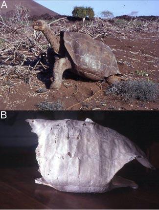 152 Defining Turtle Diversity Chelonian Research Monographs, No. 4 2007 Storage or Handling Concerns.