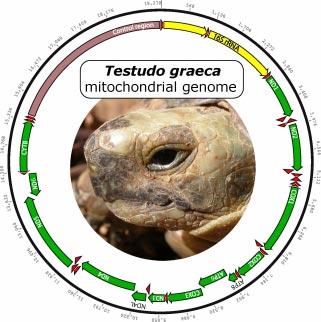 biogeographic history of turtle taxa. The phylogeographic approach is also useful in revealing spatial patterns of genetic diversity and setting management priorities.