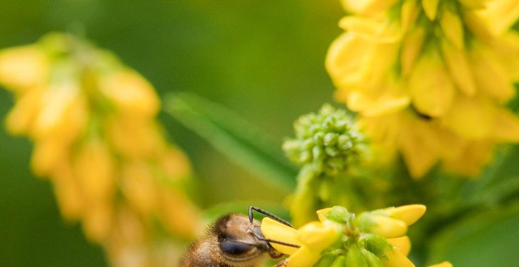 MEADOWS HONEYBEES AND POLLINATORS How do meadows contribute to a healthy ecosystem? Why are they important? o Grasses and flowers are a great source of food for herbivores.