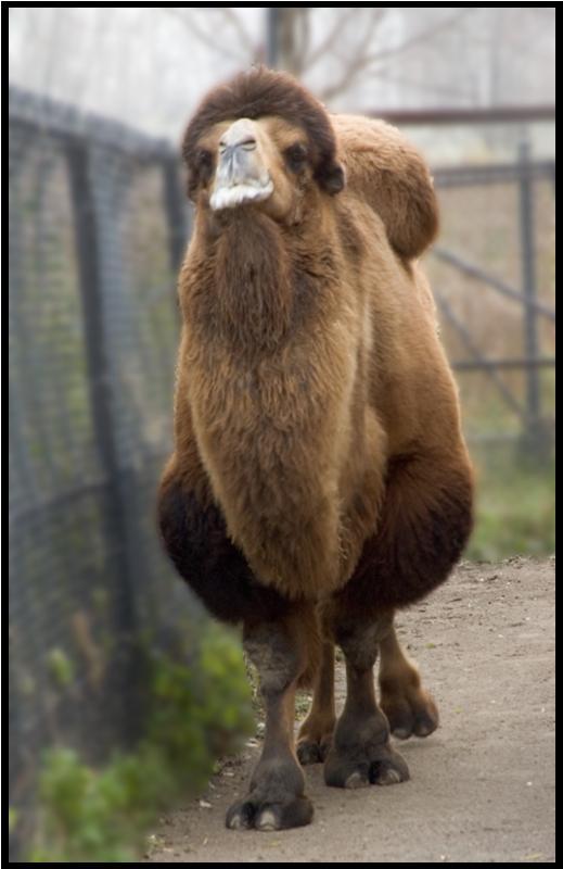 BACTRIAN CAMEL Using your prior knowledge, what type of habitat do you think Bactrian camels live in? o Bactrian camels inhabit arid (dry) regions with little to no rainfall.