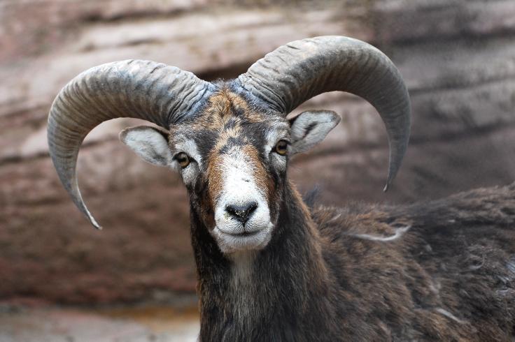 MOUFLON Where do mouflon live? o They live in mountainous regions, usually above the tree line or in mountain meadows. o Living on such steep-sided rocky peaks helps to protect mouflon from predators.