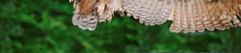 o They also have an acute sense of hearing in order to hear their prey at night. How does the digestive system of the Eurasian eagle owl differ from the human digestive system?