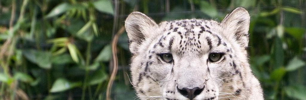 SNOW LEOPARD From its name, what can you infer about the snow leopard s habitat? What does their exhibit at the Zoo tell us about the features that must exist in their natural habitat?