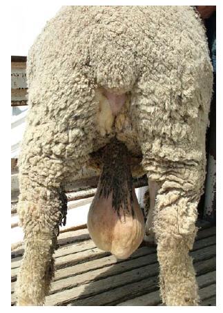 Wanted: Bare breech sires from industry for 2008 mating Industry provided sires
