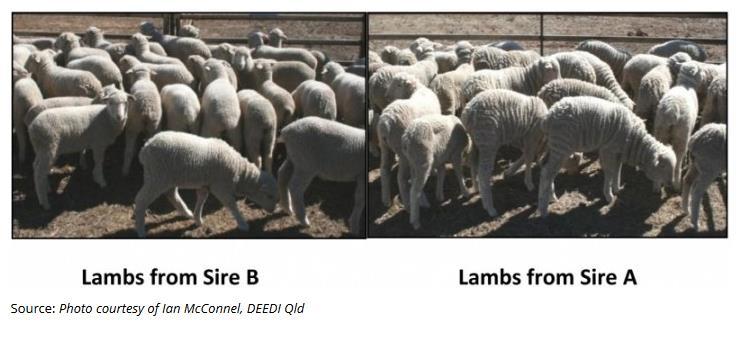 Industry has the tools to select for breech strike resistance There is genetic variation between sires