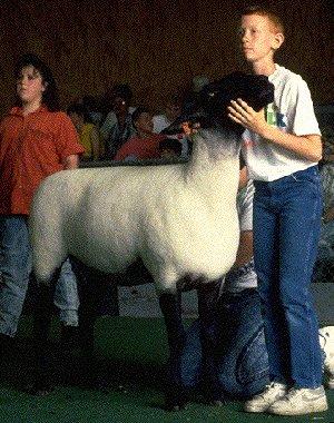 Doing the Right Thing The vast majority of individuals involved in youth livestock shows are