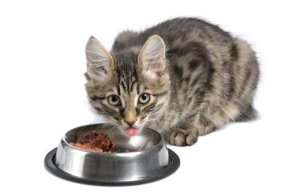 At Buddies Natural Pet Food, we are dedicated to helping your cat achieve optimum health. We realize that switching to, and feeding, a raw diet can be a touchy subject with some people.
