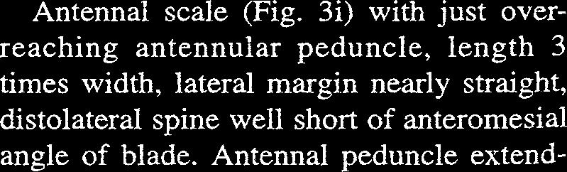 Three pairs of apical spine-setae; lateral pair short; intermediate pair longest, 4 times length of lateral pair; mesial pair plumose, approximately 34 length of intermediate pair.