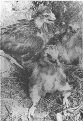 10 ILIYA Ts. VATEV VOL. 21, NO. 1 Figure 2. Recently hatched chicks of the Long-legged Buzzard, and one "chipping" egg. Note Weasel as prey item in the nest. Behavior of Young.