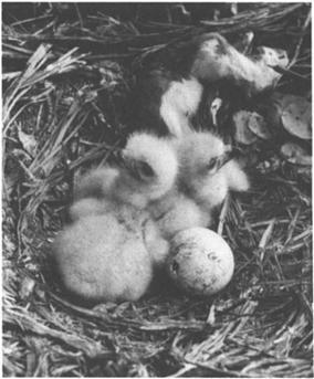 The two larger nestlings made pecking movements at each other's bills, whilst fast movement of a human hand was required to induce Figure 3.