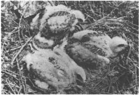 Chicks of the Long-legged Buzzard at approximately 30-34-d-old in "defensive" pos- ture. the larger of the nestlings to raise its head, call and open its bill.