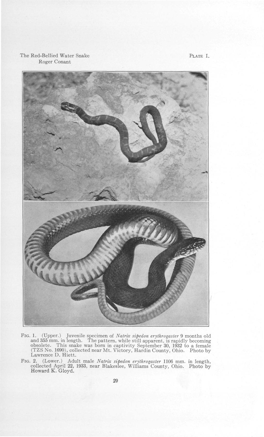 The Red-Bellied Water Snake Roger Conant PLATE I. -*. :, FIG. 1. (Upper.) Juvenile specimen of Natrix sipedon erythrogaster 9 months old and 355 mm. in length.