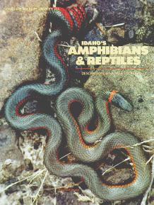 Salamanders Anurans