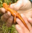 Salamander Salamandridae Newts Roughskinned Newt and body shape
