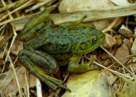 Frogs and Toads of Idaho