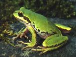 Treefrog Ranidae True Frogs