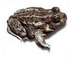 Tailed Frog Pelobatidae - Archaic Toads