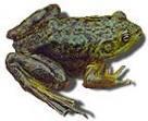 Treefrog Ranidae True Frogs American