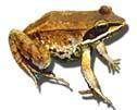 Spotted Frog Woodfrog Olive to black