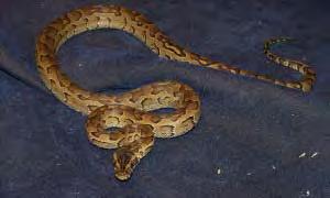 African rock pythons Up to about 25 in total length Burmese and African Rock Pythons share many