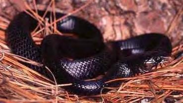 Similar native species No heavy bodied native snakes > 8 Endangered