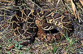 adult 5-6 (but no pattern) Eastern diamondbacks are heavy bodied but