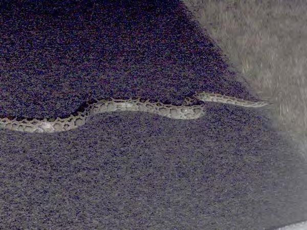 Outstretched and Moving Snake seen traveling across a road for