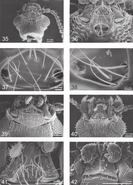 Fauna of New Zealand 47 85 Fig. 35 42 Ventral head structures.