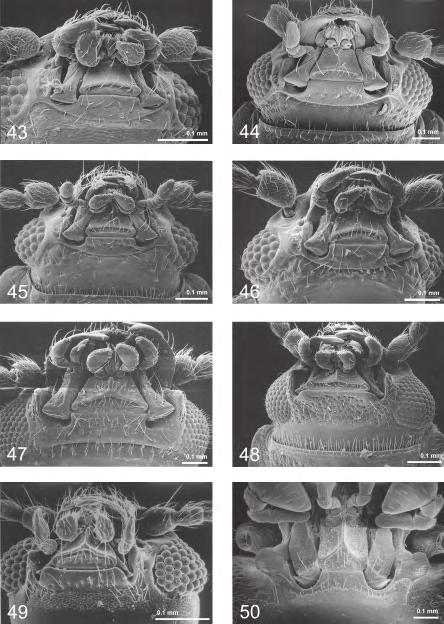 86 Leschen (2003): Erotylidae (Insecta: Coleoptera: Cucujoidea) Fig. 43 50 Ventral head structures.