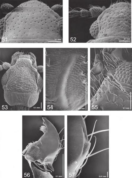 Fauna of New Zealand 47 87 Fig. 51 57 Head structures.