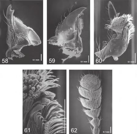 88 Leschen (2003): Erotylidae (Insecta: Coleoptera: Cucujoidea) Fig. 58 62 Appendages of head of Nomotus sp. (Costa Rica).