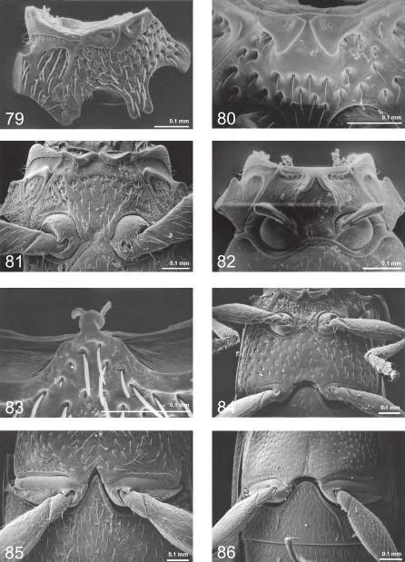 Fauna of New Zealand 47 91 Fig. 79 86 Ventral structures.