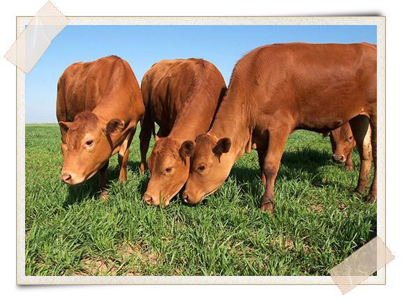 Overview Antiparasitic resistance is an issue for grazing livestock in the United