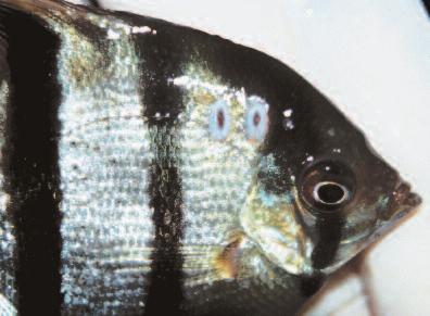 Compendium July 2001 Small Animal/Exotics 625 Figure 1 Fish 3 prior to treatment. Note the deep ulcerative skin lesions.